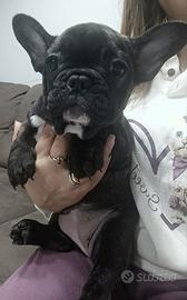 Bull dog francese