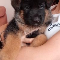 Cuccioli di Pastore Tedesco