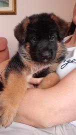 Cuccioli di Pastore Tedesco
