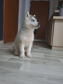 Husky siberiano cucciola eterocroma