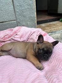 Cuccioli di bulldog francese