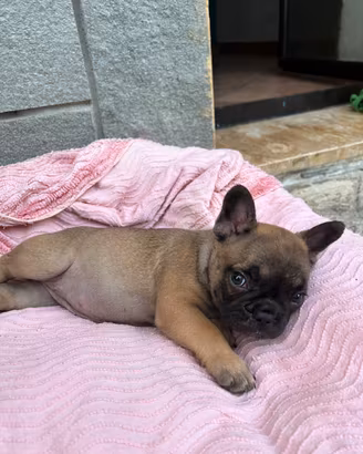 Cuccioli di bulldog francese