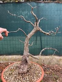 Pre bonsai ROVERELLA