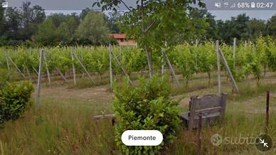 Terreno agricolo vigneto