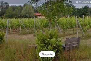 Terreno agricolo vigneto