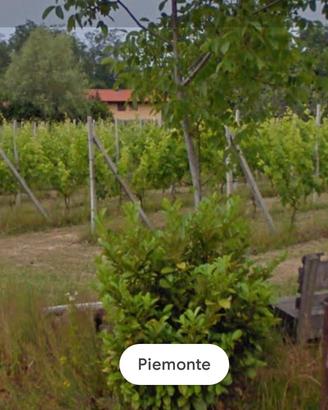 Terreno agricolo vigneto