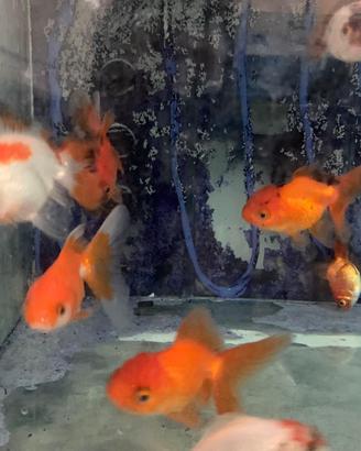 Pesci tropicali oranda