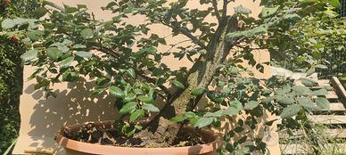 Prebonsai di olmo campestre