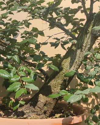 Prebonsai di olmo campestre
