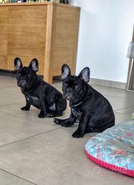 Due cuccioli maschi di bouledogue francese
