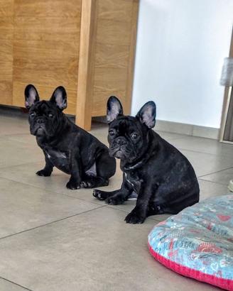 Due cuccioli maschi di bouledogue francese