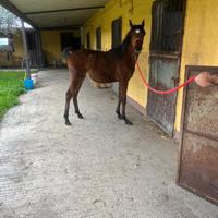 Puledro purosangue arabo