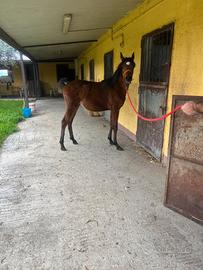 Puledro purosangue arabo