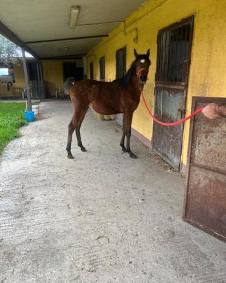 Puledro purosangue arabo