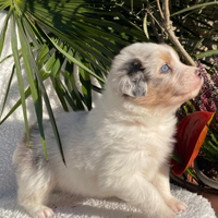 Isaac cucciolo di pastore australiano