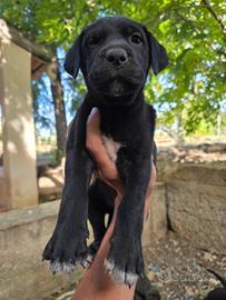 Cucciola cane corso