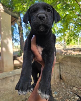 Cucciola cane corso