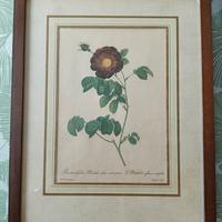 serie 4 stampe botaniche -omaggio a P.J. Redoutè