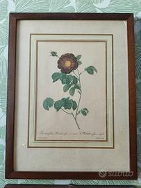 serie 4 stampe botaniche -omaggio a P.J. Redoutè