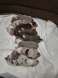 ?Splendidi Cuccioli di Pastore Australiano?