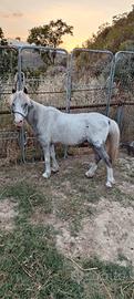 Pony