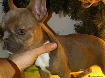 Bulldog francese