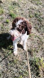Lagotto romagnolo con pedigree