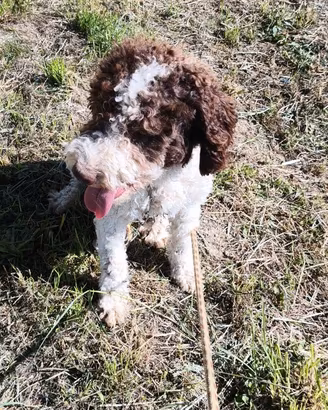 Lagotto romagnolo con pedigree