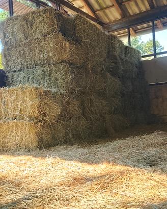 ballette fieno per pacciamatura 