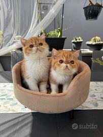 Gatti Persiani e Exotic e