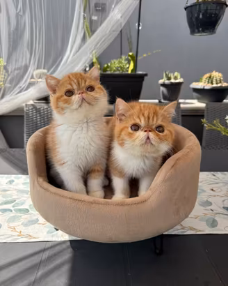 Gatti Persiani e Exotic e