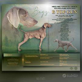 Weimaraner per monta