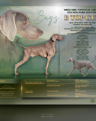 Weimaraner per monta