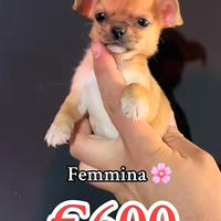 Chihuahua mini toy