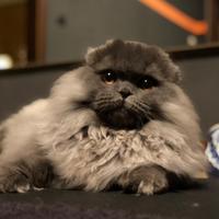 Scottish highland fold blue accoppiamento/monta