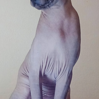Stallone Sphynx Canadian Pedigree x Accoppiamento
