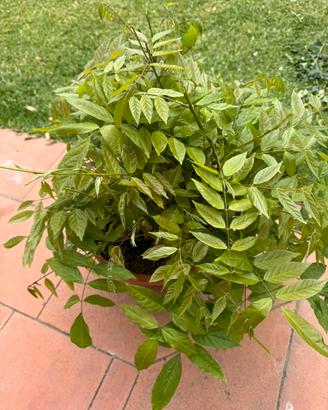 Glicine pre bonsai