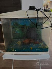 Acquario