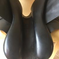 sella Prestige  Endurance Arabians