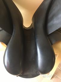 sella Prestige  Endurance Arabians