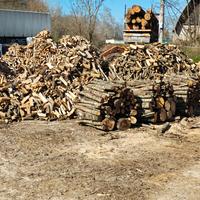 LEGNA DI QUERCIA SEGATA