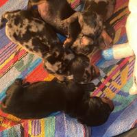 Pronti x il 20 aprile