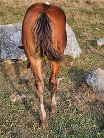 Puledra Paint horse