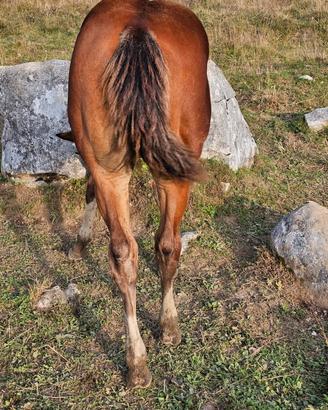 Puledra Paint horse
