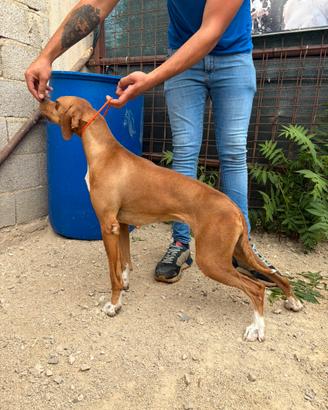 Pointer inglese