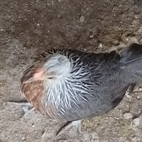 Gallina Phoenix
