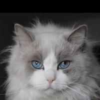Maschio Ragdoll bicolor x monta