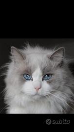 Maschio Ragdoll bicolor x monta