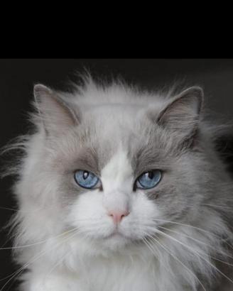 Maschio Ragdoll bicolor x monta