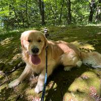 Golden Retriever Americano